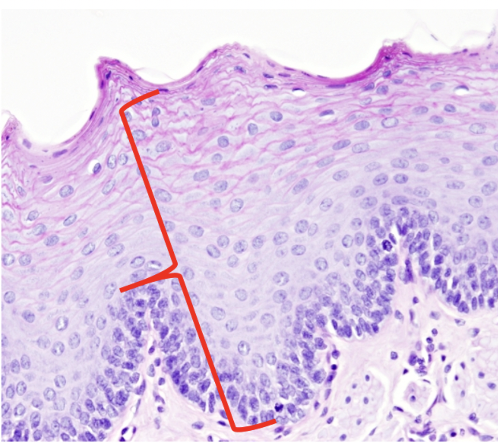 <p>Identify tissue type indicated by the red bracket</p>