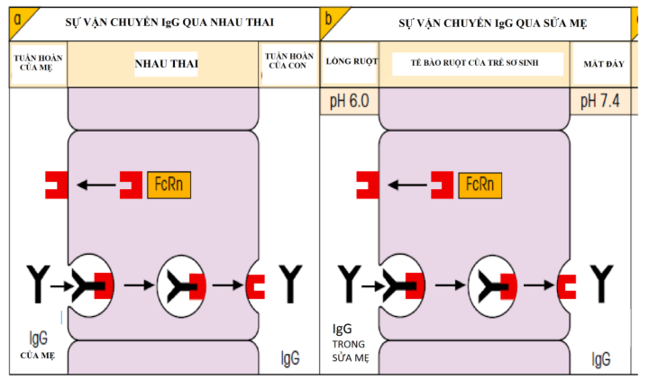 <p>Cơ chế đi qua nhau thai và tế bào ruột thai nhi của IgG</p>