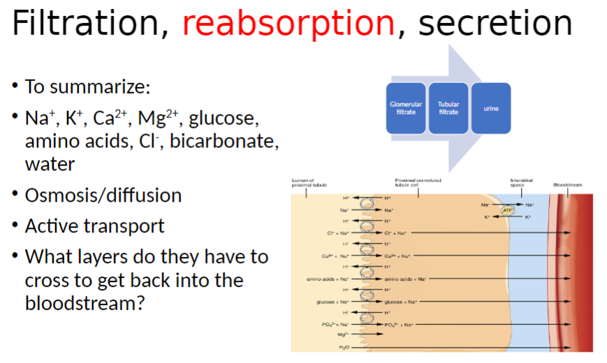 <p><strong>Substances Reabsorbed</strong><br> <strong>Na⁺, K⁺, Ca²⁺, Mg²⁺</strong> (important electrolytes)<br> <strong>Glucose</strong> and <strong>amino acids</strong> (nutrients)<br> <strong>Cl⁻, bicarbonate (HCO₃⁻)</strong><br> <strong>Water</strong></p><p><strong>Transport Mechanisms</strong><br> <strong>Osmosis</strong> – water movement across membrane due to <strong>solute concentration gradient</strong><br> <strong>Diffusion</strong> – movement of solutes from <strong>high → low concentration</strong><br> <strong>Active transport</strong> – movement of substances <strong>against gradient using cellular energy (ATP)</strong></p><p><strong>Pathway Back to Bloodstream</strong><br> Substances move from <strong>tubular lumen → tubular epithelial cells → interstitial fluid → peritubular capillaries (bloodstream)</strong></p>