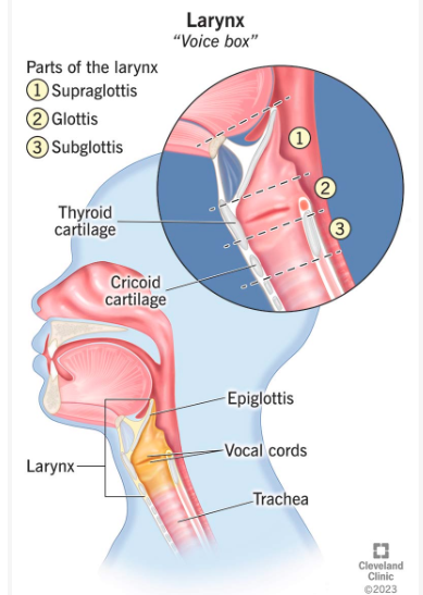 <p>Structure located at the top of the trachea that houses the vocal cords.</p>