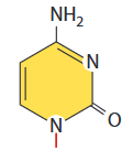 <p>A nitrogenous base that is a pyrimidine and bonds with guanine</p>
