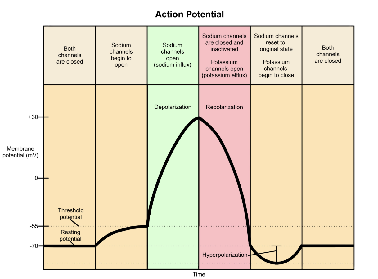<p>D. potassium ion efflux leading to hyperpolarization </p><p><em>A. Calcium ion influx leading to repolarization</em></p><p>Calcium influx is involved in neurotransmitter release at synaptic terminals, <em>not</em> in action potential repolarization.&nbsp;</p><p></p><p><em>B. Chloride channel blocking leading to hyperpolarization</em></p><p>Potassium channels,<em>&nbsp;not</em> chloride channels, are responsible for hyperpolarization of the membrane.&nbsp;</p><p></p><p><em>C. Glycine release leading to repolarization</em></p><p>Glycine is an inhibitory neurotransmitter that opens chloride channels on postsynaptic membranes.&nbsp;</p><p></p><p><em>E. Sodium ion influx leading to depolarization</em></p><p>Sodium influx occurs at the beginning of the action potential to cause depolarization. Sodium ion influx <em>cannot</em> lead to hyperpolarization because it makes the membrane potential more positive, <em>not</em> negative.</p><p></p>