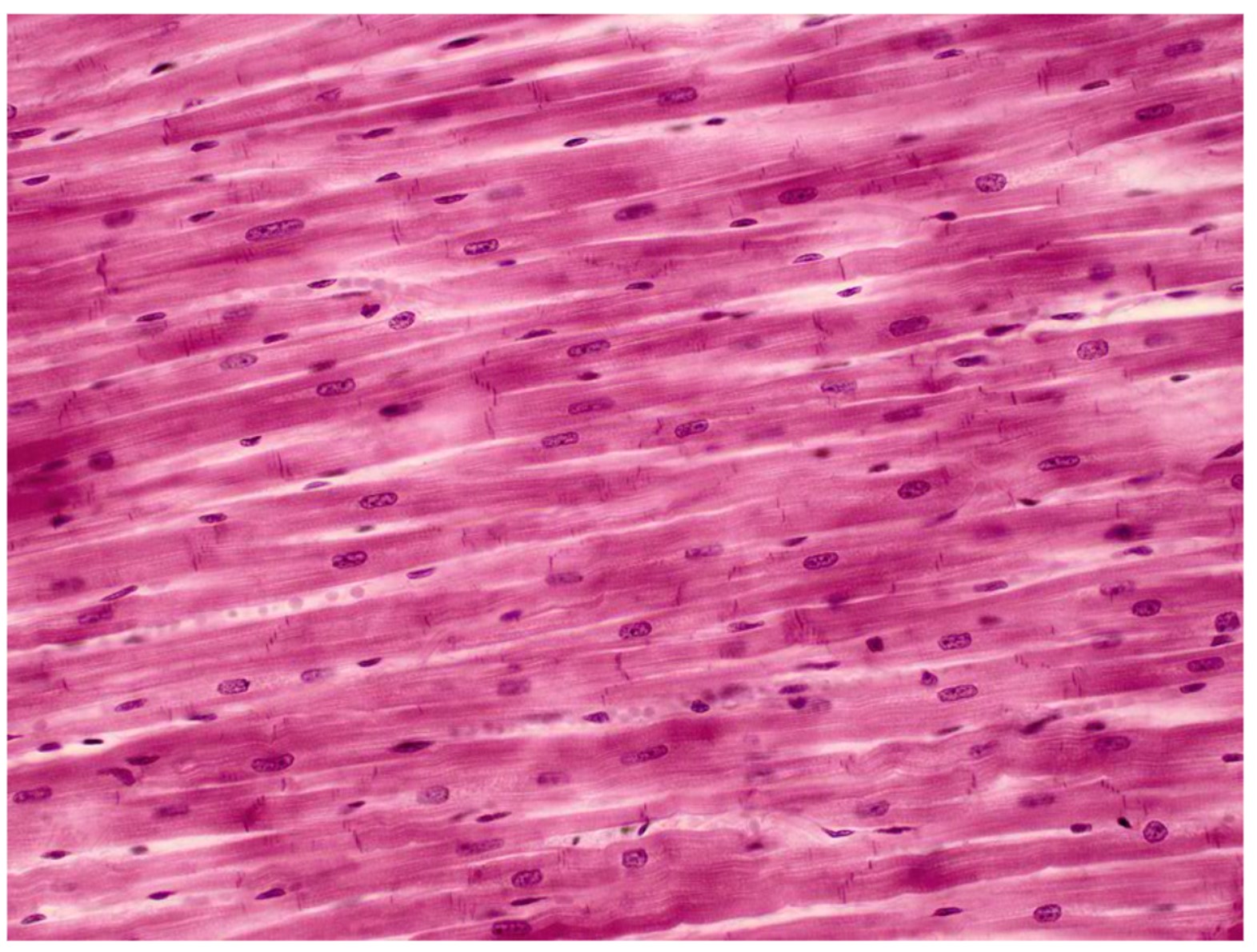 <p>What tissue is shown in the image?</p>