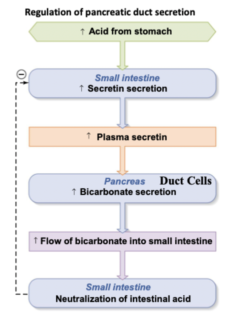 <p>When there’s stomach in the acid, secretin binds to duct cells and increases bicarbonate secretion to further neutralize intestinal acid</p>