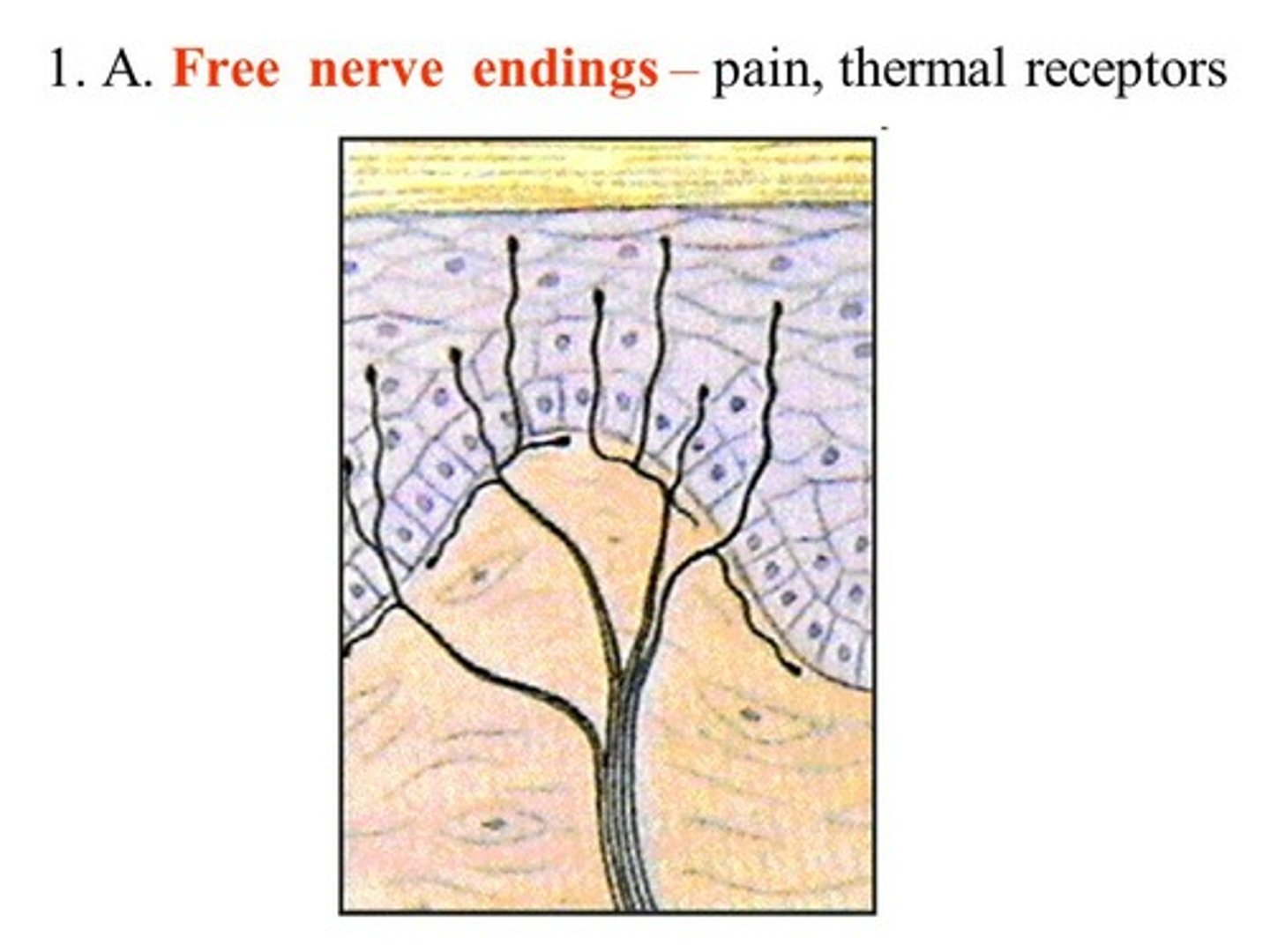 <p>(D) I, II, and III</p><p>Nociceptors, Thermoreceptors, and Mechanoreceptors all can have have bare nerve endings. It is more common in nociceptors and thermoreceptors than mechanoreceptors.</p><p>Note that study on these is still in early stages, so classification systems and preferred stimuli of neurons with similar morphology (i.e. neurons with free nerve endings) are still being worked out.</p>