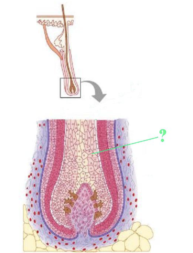 <p><span>Identify the indicated layer of a hair.</span></p>