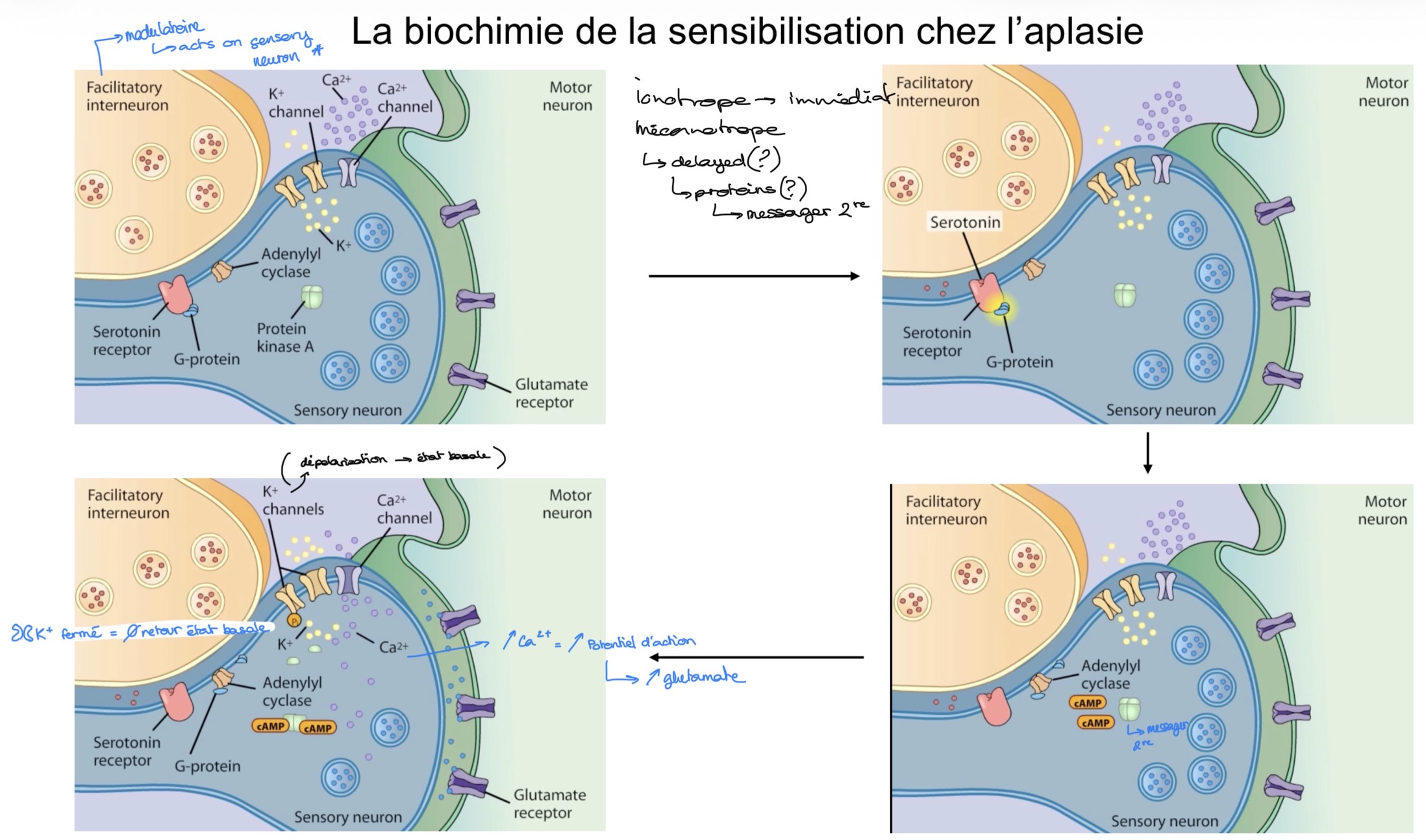 <p>Sérotonine (interneurone) → R.serotonine (axone sens.) lâche protéine G → prot G sur subunit adenylyl cyclase $$\alpha$$ → échange ATP en cAMP → active PKA (prot kinase A) → subunit PKA catalyst phosphoryle canaux K+ → fermeture partielle → pas de retour basale/prolongation dépola° → signal plus fort → plus de glutamate sort = réponse moto. plus forte </p>