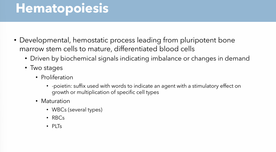<ul><li><p>Hemostatic process</p></li><li><p>Bone marrow stem cells → Differentiate blood cells</p></li><li><p>Two stages: Proliferation &amp; Maturation</p><ul><li><p>Proliferation: “-poietin” → suffix for growth or multiplication of specific cell types</p></li><li><p>Maturation: Bone marrow stem cells mature to WBCs, RBCs, PLTs</p></li></ul></li></ul><p></p>