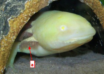 <p>This shows the respiratory system of an axolotl in class Amphibia. Structure A shows the ____ in larvae which are replaced by lungs/skin breathing when the larva metamorphoses into an adult.</p>