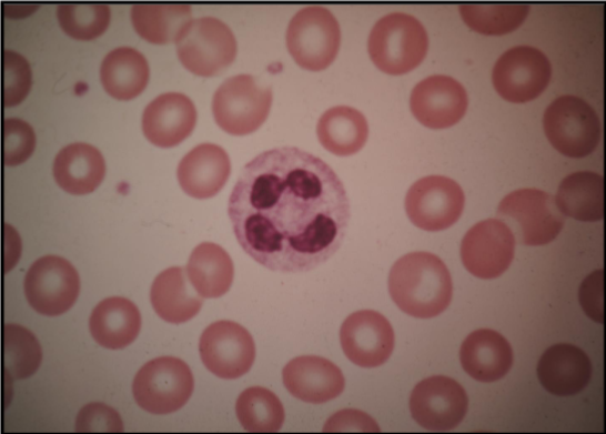 <p>What is this cell?</p>