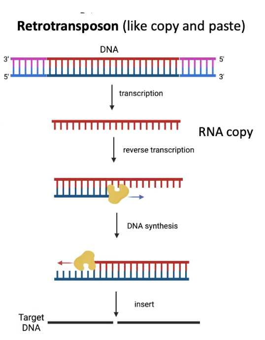 <p>Copies itself and then goes into target site</p><p>Can grow in quantity across the genome</p>