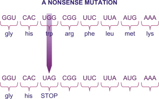 <p>A base pair substitution that changes an amino acid codon into a stop codon.</p>