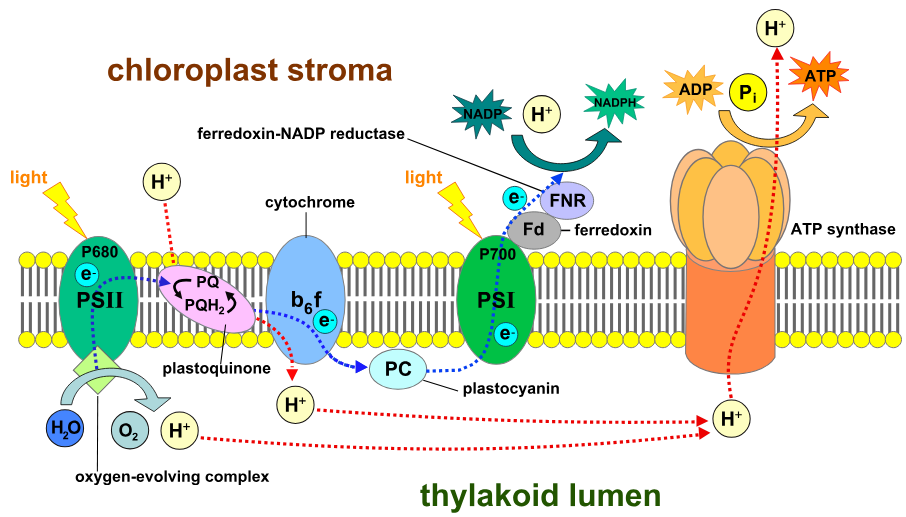<p>Photosystem II (PSII)</p>