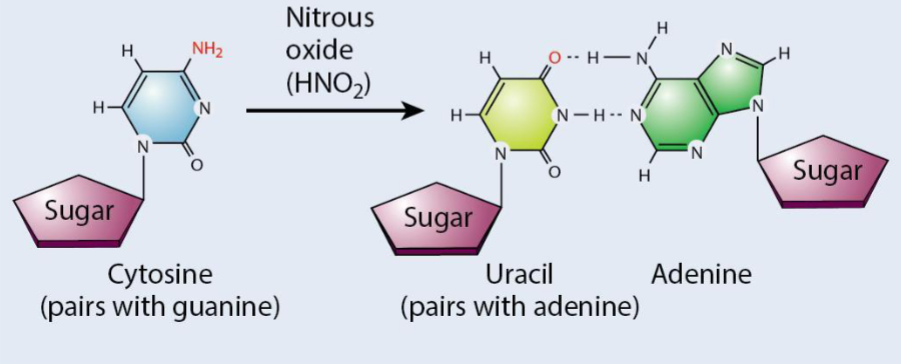 <p>It deaminates bases.</p>