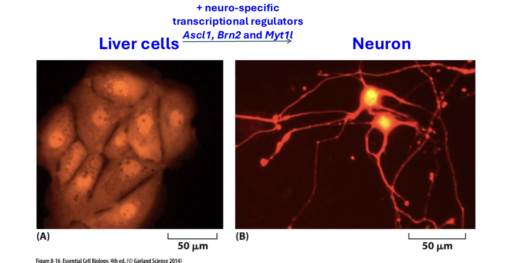 <p>cell specific transcriptional regulators can convert one cell kind to a diff one (ex: liver cells → neuron by neuro-specific TRs)</p>