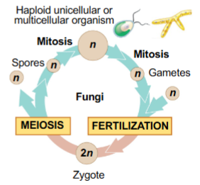 <p>in fungi, products of meiosis are spores</p><ul><li><p>cells derived from spores then produce</p></li></ul><p></p>