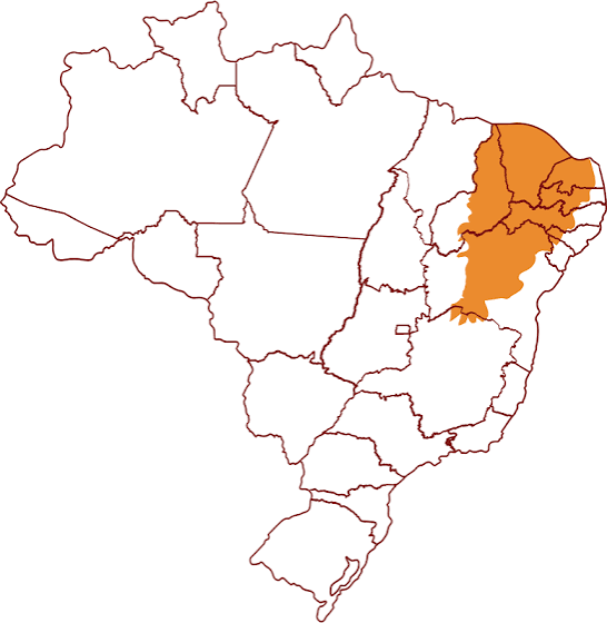 <p>Caatinga </p>