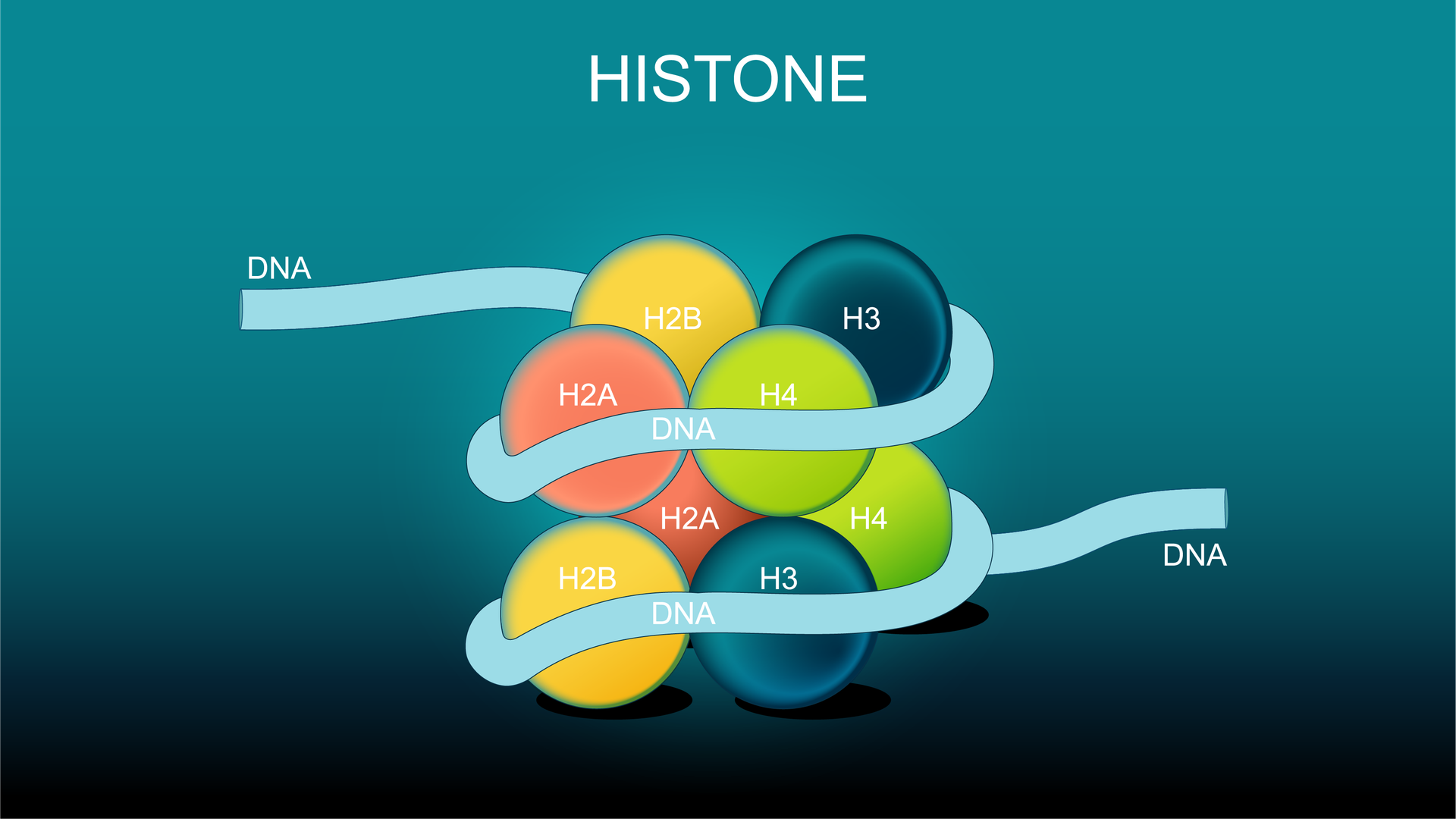 <p>histones</p>
