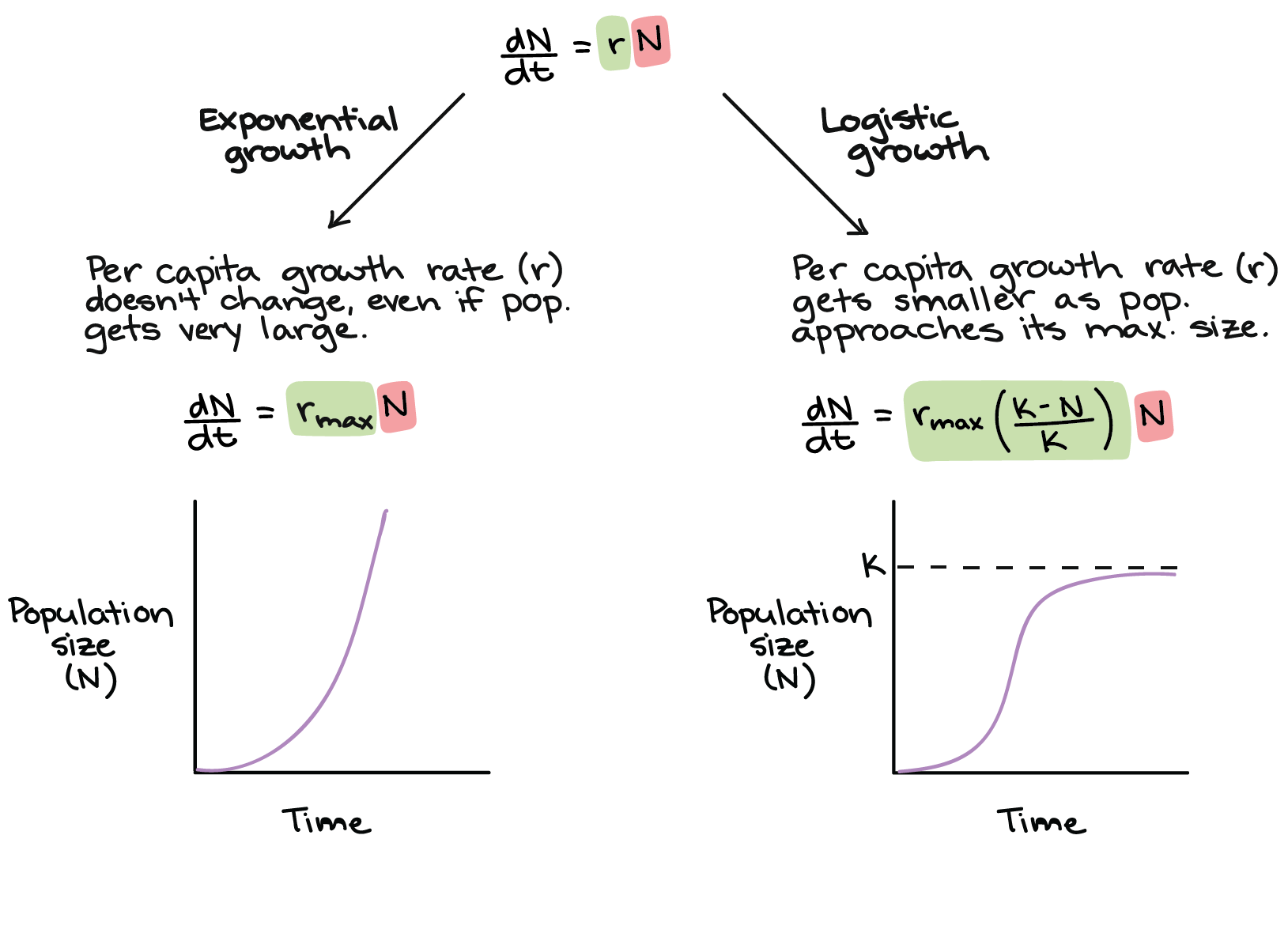 <p>Exponential Growth </p><p>Logistic Growth includes the intraspecific competition function. When the population is low, it grows exponentially. As it approaches carrying capacity, it flattens out</p><p>Positive R= population growth</p><p>Negative R= population shrinking</p>