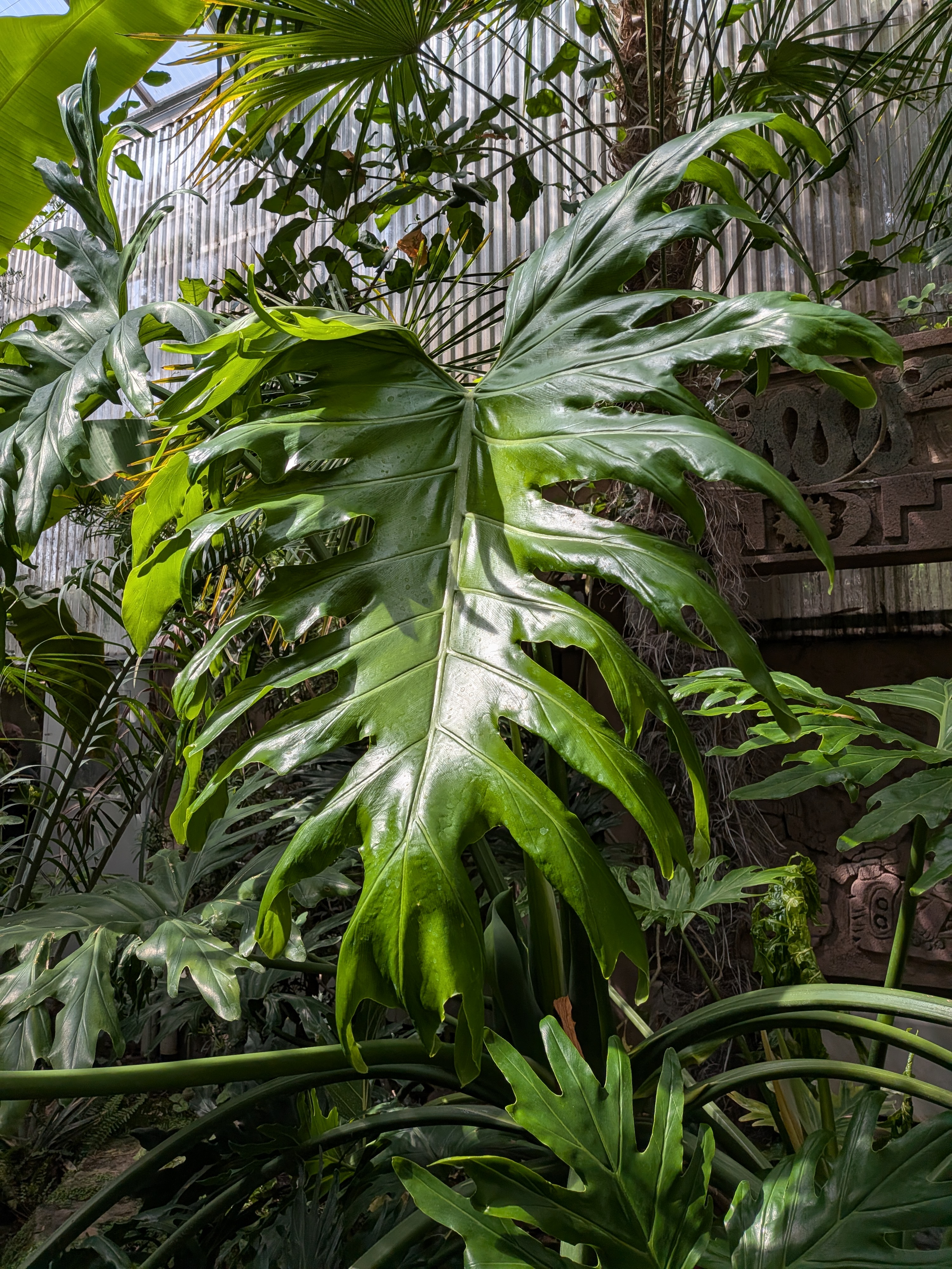 <p>Saddle Leaf Philodendron </p>