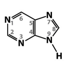 <p>Nitrogenous bases- Purines</p>