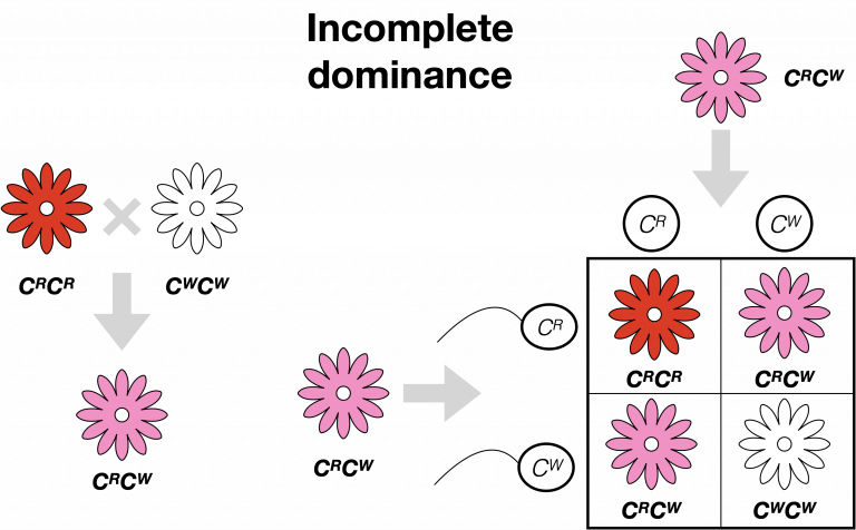 <p>A form of inheritance where the offspring show an intermediate phenotype (e.g., black and white parents producing grey offspring).</p>