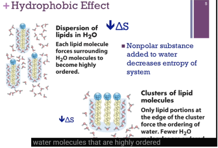 <p><span style="background-color: transparent;">LEFT = Each lipid being solvated. Water molecules that are highly ordered around each IND lipid THUS VERY LARGE DECREASE IN ENTROPY. RIGHT = lipids clustered together: polar head groups associated together and non-polar tails. <strong>LOWER DECREASE IN ENTROPY (main point). </strong>ACTUALLY AN INCREASE IN ENTROPY (comparatively) compared to dispersion (makes sense but look next flashcard!).&nbsp;</span></p>
