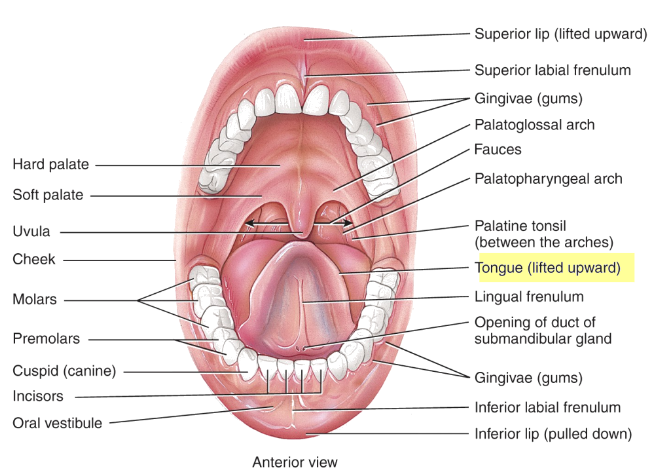 <p>oral or buccal cavity: </p><ul><li><p>formed by the cheeks, hard and soft palates, and the tongue.</p></li><li><p>Mechanical digestion: mastication (chewing)</p></li><li><p>Saliva</p><ul><li><p>mixes with food to soften it so it can be easily swallowed.</p></li></ul></li><li><p>Starts the process of Chemical digestion</p><ul><li><p>Carbohydrates: salivary amylase</p></li><li><p>Fats: lingual lipase active in acidic stomach (limited activity)</p></li></ul></li></ul><p>Salivary regulation is under the control of the ANS</p><ul><li><p>Parasympathetic stimulation promotes secretion</p><ul><li><p>This is enhanced by the cephalic phase.</p></li></ul></li><li><p>Sympathetic stimulation decreases saliva secretions.</p></li></ul><p>The tongue</p><ul><li><p>Moves food in the mouth for chewing and swallowing (deglutition)</p></li><li><p>Provides a sense of taste</p></li><li><p>composed of skeletal muscle</p></li></ul><p></p>