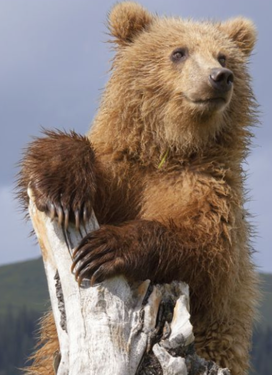 <p>• Hair evolved in a common ancestor of all mammals.</p><p class="p1">• Hair is diagnostic for mammals – <strong>T/F: all have hair at some point in their lives.</strong></p><p class="p1"><span style="color: rgb(143, 251, 172);">• Mammalian hair has undergone numerous (list 6 and the most important one) adaptive modifications for diverse uses:</span></p><p class="p2"></p><p class="p1"><span style="color: rgb(253, 212, 6);">• Other evolutionary innovations include (list 5):</span></p>