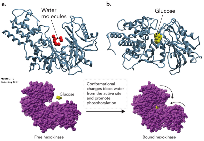 <p>Conformational changes block water from the active site and promote phosphorylation</p><p>uses 1 ATP</p>