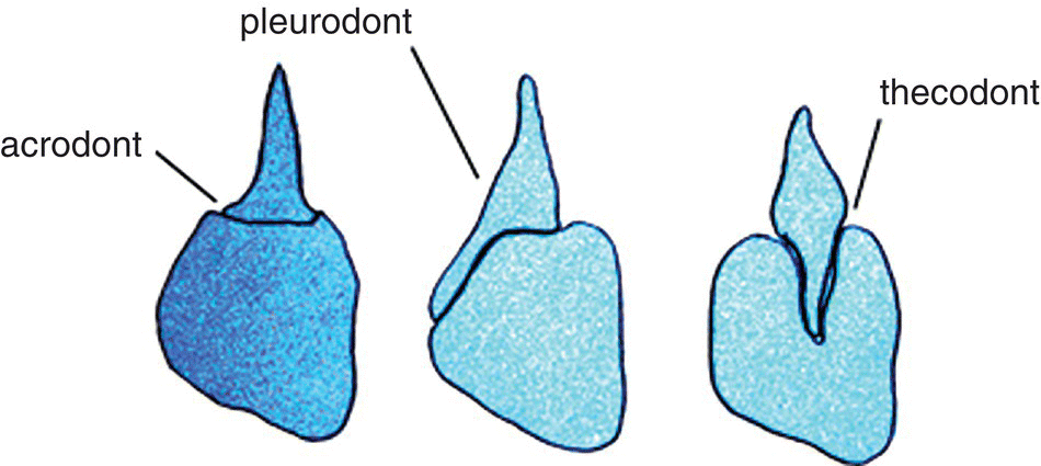 <p>Thecodont</p>