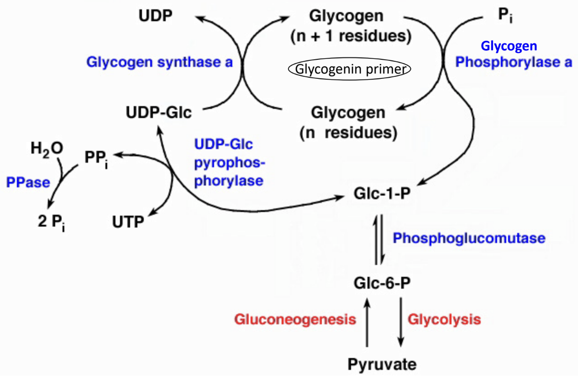 <p>What is the overall pathway connection of gluconeogenesis to central metabolism?</p>