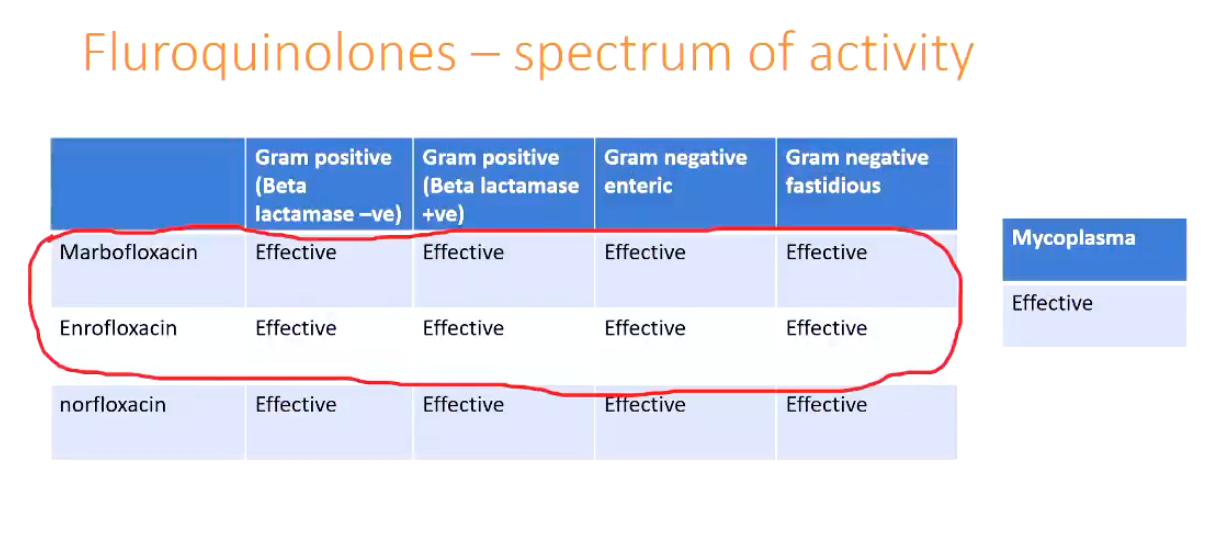 <p><strong>Fluroquinolones</strong></p><p>• Inhibit bacterial DNA synthesis</p><p>• Bactericidal</p><p>• Broad spectrum including mycoplasma</p><p>• HP CIA - avoid wherever possible</p><p><strong><u>Spectrum of Activity</u></strong></p><ul><li><p>Image</p></li></ul><p></p>