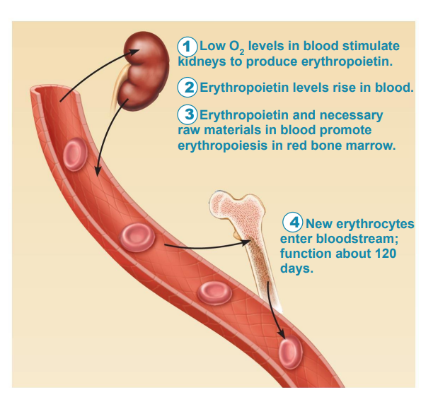 <p>1) Low O<sub>2</sub> level in blood stimulate kidneys to produce erythropoietin</p><p>2) Erythropoietin levels rise in blood </p><p>3) Erythropoietin and necessary raw materials in blood promote erythropoiesis in red bone marrow</p><p>4) New erythrocytes enter blood stream function about 120 days </p>