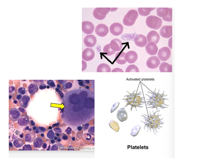 <ul><li><p>anucleate cell fragments </p></li><li><p><span>small: 2-4 microns</span></p></li><li><p><span>aids in stopping blood loss by:</span></p><ul><li><p>forming platelet plug</p></li><li><p>releasing chemicals that promote blood clotting</p></li><li><p>releasing chemicals that promote vascular spasm </p><ul><li><p>contraction of smooth muscle in artery/arteriole walls</p></li></ul></li></ul></li><li><p>formed by splintering of <strong>megakaryocytes </strong>in <strong>red bone marrow</strong>.</p></li></ul><p></p>