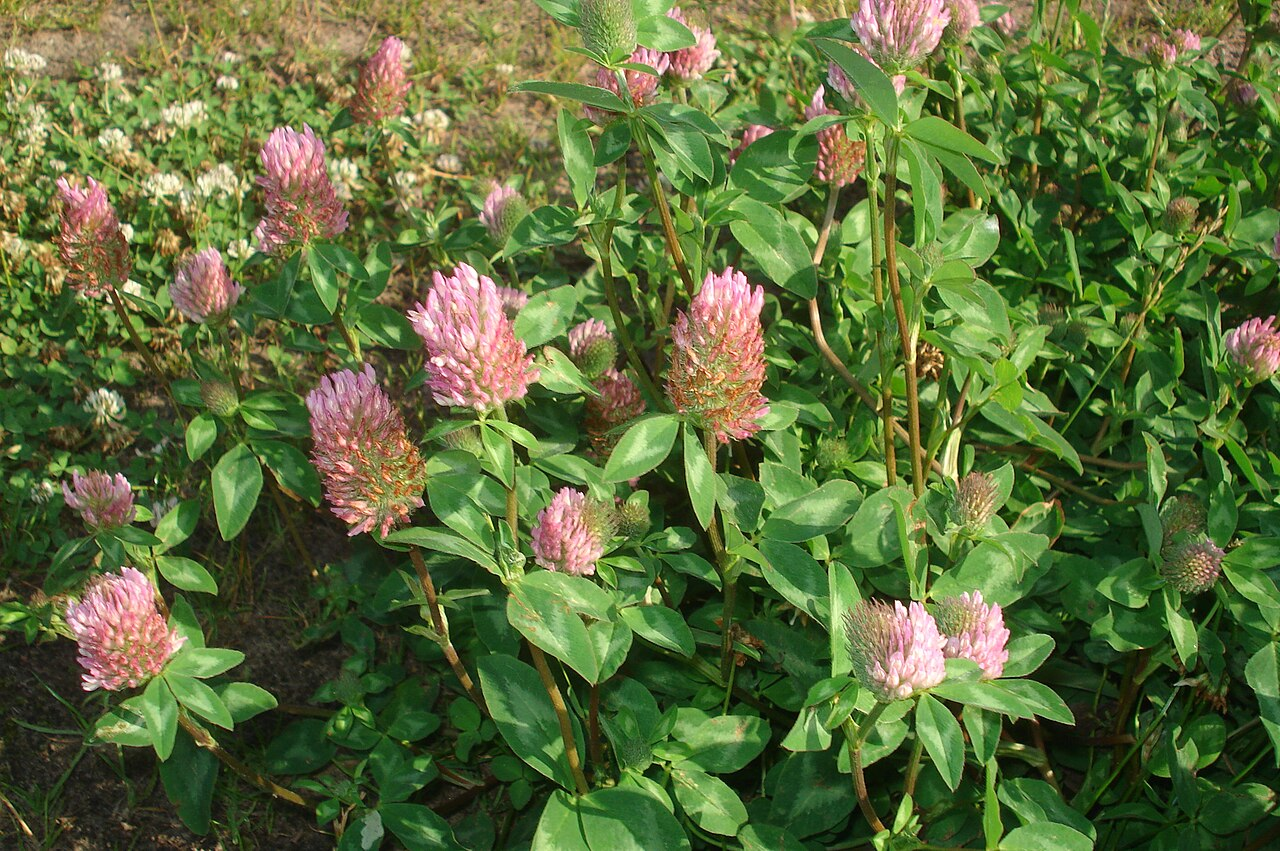 <p>Trifolium pratense</p>