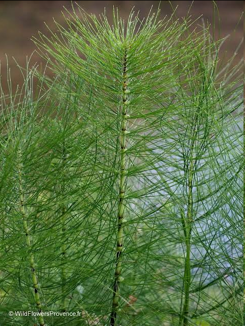<p>A perennial plant in the family Equisetaceae, commonly found in wet, sandy, or disturbed areas. It is characterized by its jointed stems and whorls of scale-like leaves. It reproduces through spores produced in strobili at the tips of its stems, and it has a rough texture due to the presence of silica.</p>