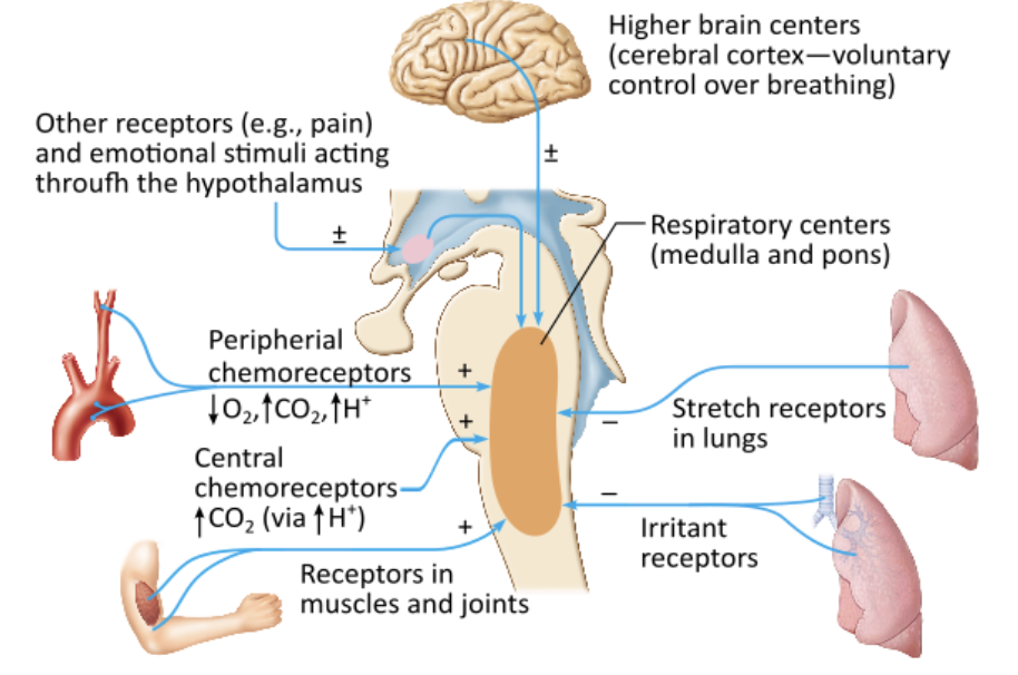 <p><span>Which of the following conditions or scenarios increases the respiratory rate?</span></p><table style="min-width: 25px;"><colgroup><col style="min-width: 25px;"></colgroup><tbody><tr><td colspan="1" rowspan="1" style="margin: 0px; padding: 0.3em; position: relative;"><p>a drop in carbon dioxide levels in the blood &nbsp; &nbsp; &nbsp; &nbsp;</p></td></tr><tr><td colspan="1" rowspan="1" style="margin: 0px; padding: 0.3em; position: relative;"><p>acidosis &nbsp; &nbsp; &nbsp; &nbsp;</p></td></tr><tr><td colspan="1" rowspan="1" style="margin: 0px; padding: 0.3em; position: relative;"><p>alkalosis &nbsp; &nbsp; &nbsp; &nbsp;</p></td></tr><tr><td colspan="1" rowspan="1" style="margin: 0px; padding: 0.3em; position: relative;"><p>an increase in partial pressure of oxygen &nbsp;</p></td></tr></tbody></table><p></p>