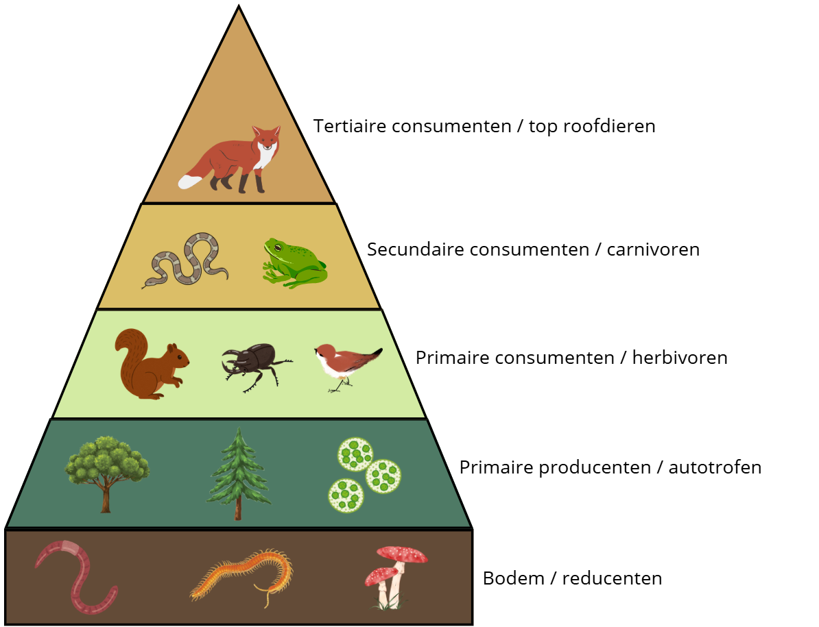 <p><strong>Trofisch niveau</strong></p>