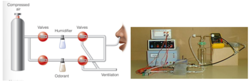 <p>JND</p><ul><li><p>the smallest difference in concentration that can be detected b/w 2 samples</p></li></ul><p>measuring the JND for olfaction needs to be done carefully using an <u>olfactometer</u></p><p>__</p><p><strong><u>olfaction follows Weber’s law and has a Weber fraction of ~11%</u></strong></p><ul><li><p>(review: Weber’s law is that the difference threshold/<mark data-color="blue" style="background-color: blue; color: inherit;">JND is proportional to the baseline value</mark>)</p></li></ul><p></p>