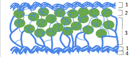 <p>Rhizines</p>