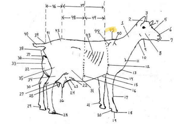 knowt flashcard image