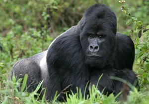 <p>Gorilla</p>