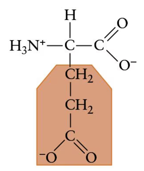 <p>(Glu, E) | Electrically charged side chain (acidic)</p>