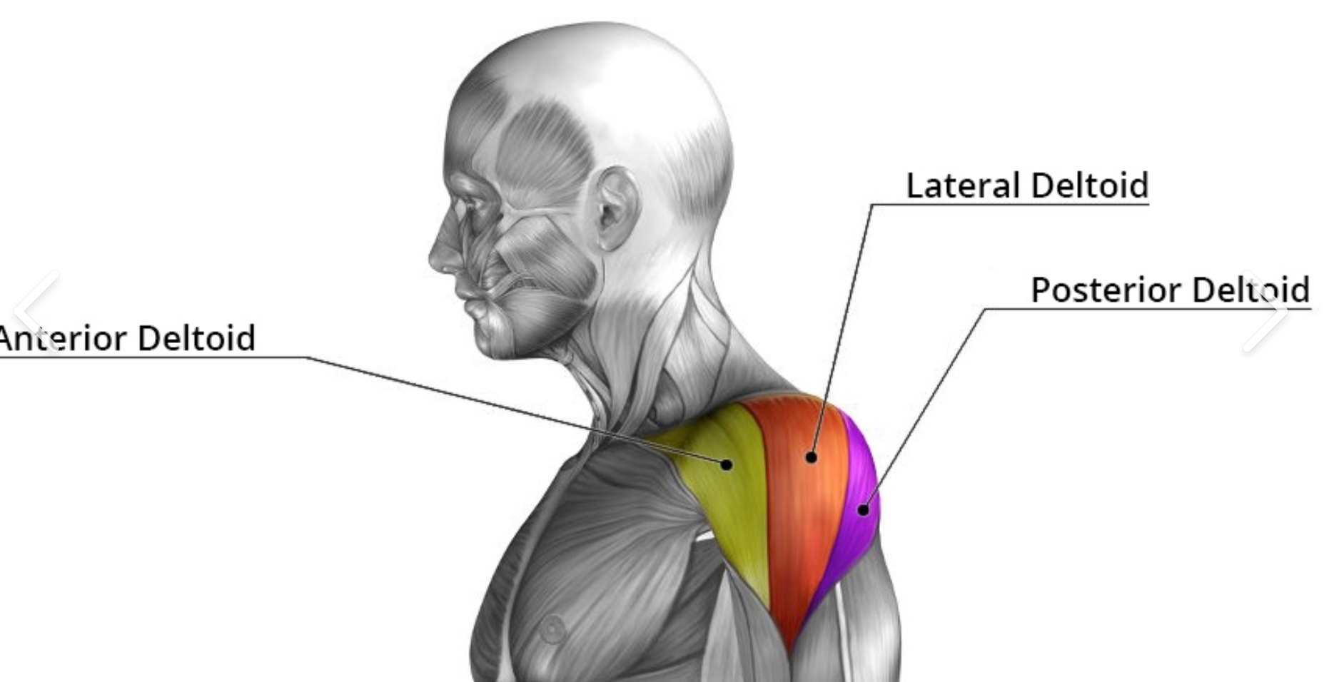 <p>Shoulder Press: set above the clavicle </p><p>Primary muscles: anterior and middle deltoid </p><p>Secondary: triceps</p><p>Progression: free weights</p><p>Regression: Seated band overhead press</p><ul><li><p><span>Sit on a bench</span></p></li><li><p><span>Loop the band under your hips</span></p></li><li><p><span>Press overhead with both hands</span></p></li></ul><p></p>