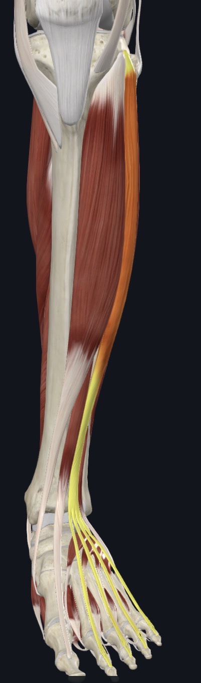 <p>Extensor Digitorum Longus Distal attachment </p>