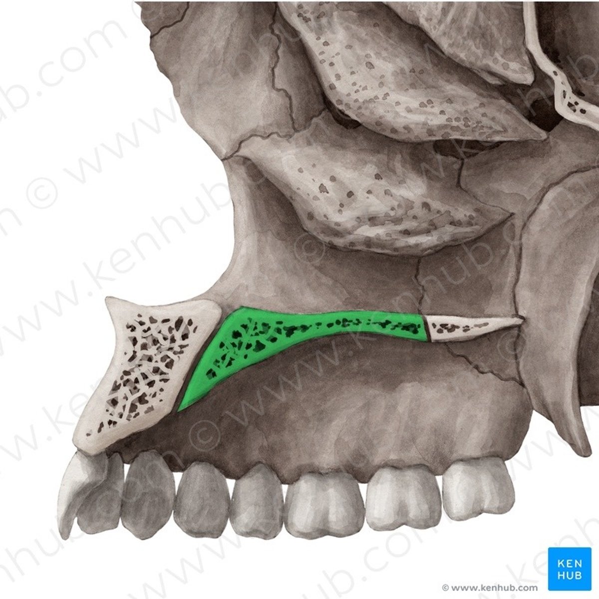 knowt flashcard image