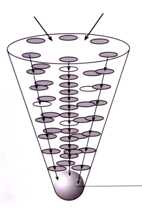 <p>pigments absorb light energy - <strong>antenna complex</strong></p><ul><li><p><strong>Accessory </strong>(Chlorophyll b, carotenes, xanthophylls) in antenna complex absorb photons (broad spectrum)</p></li></ul><ul><li><p><strong>Chlorophyll a </strong>in <strong>reaction centre - </strong>energy transferred maximise light capture efficiency</p></li></ul><p></p>