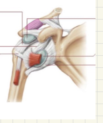 <p>what ligament is this </p>