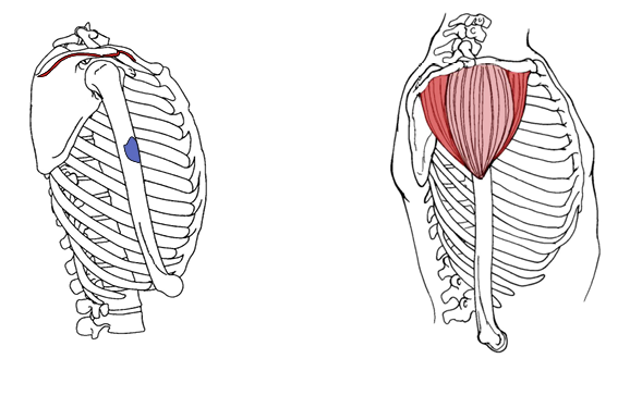 <p>Deltoid</p>